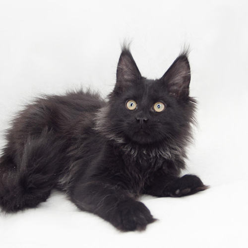 Mainelynx Twilinght Gangstercat - maine-coon 04/01/2013