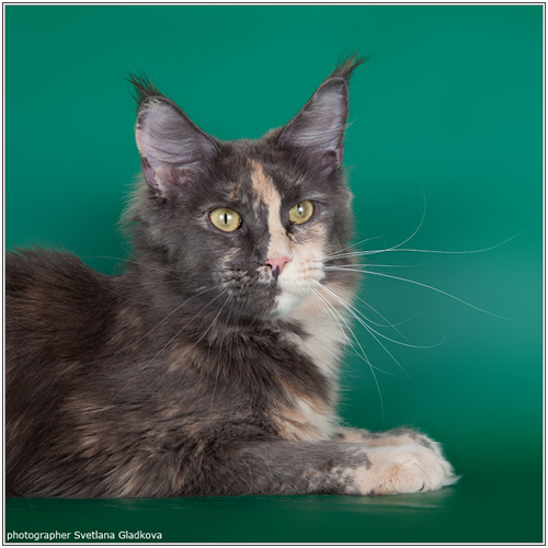 Mainelynx Almeria - maine-coon