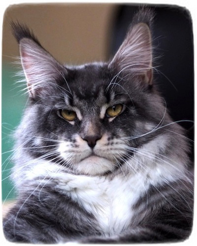 Maverick Sillynx - maine-coon